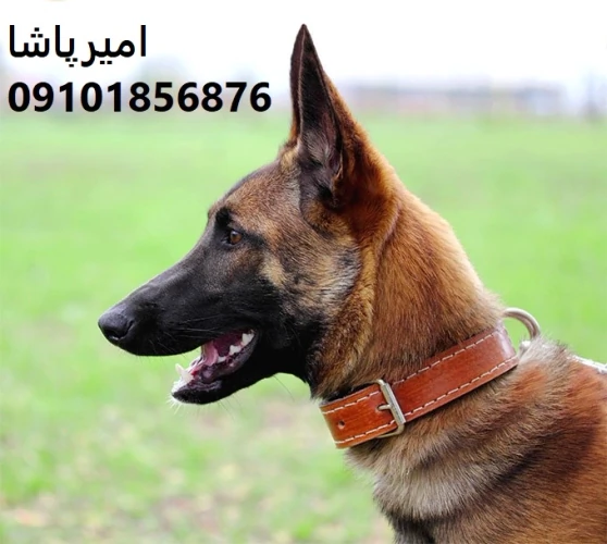 فروش-توله-سگ-مالینویز-اصیل--مجموعه-امیرپاشا