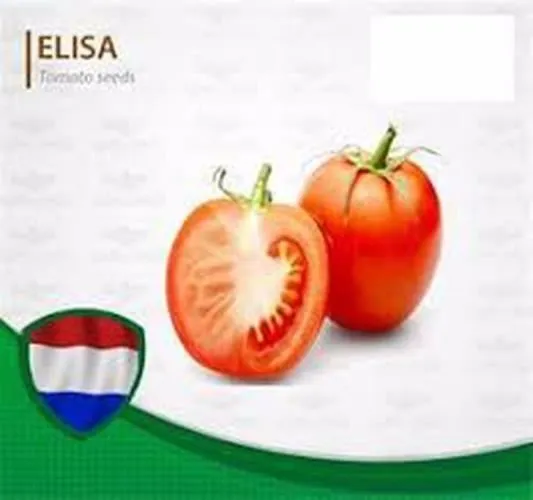 بذر-گوجه-فرنگی-الیسا