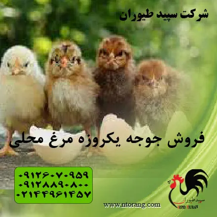 فروش-جوجه-یک-روزه-یک-روزه-محلی-طیور--طیور