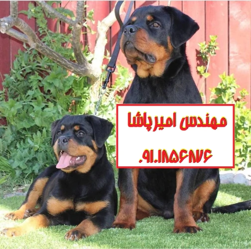 فروش-توله-سگ-روتوایلر-اصیل--مجموعه-امیرپاشا