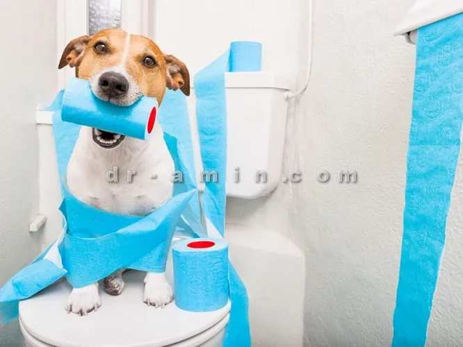 تربیت-سگ-برای-دستشویی