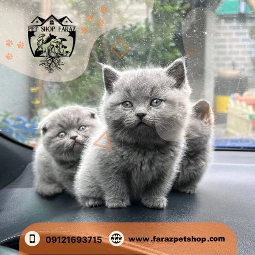 10-نژاد-بچه-گربه-اسکاتیش-بلو-زعفرانیه-(2026)