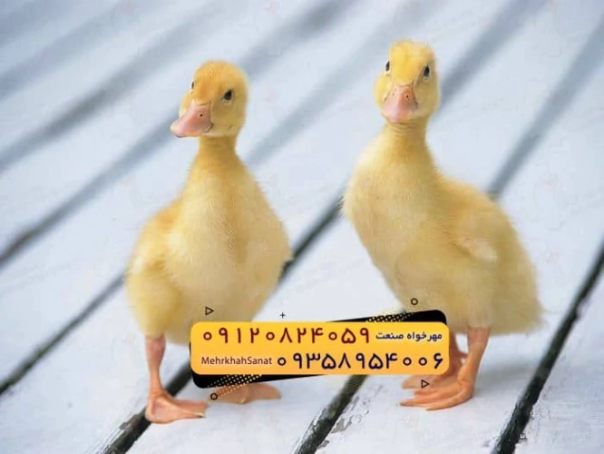 🐣🐣🐣-*جوجه-اُردک-گوشتی*🐣🐣🐣