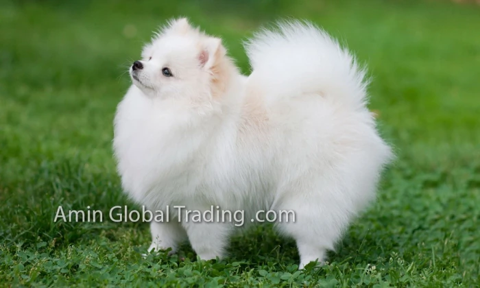 ١٠٠-سلالة-من-الكلاب-الإيرانية-في-طهران-(2025)