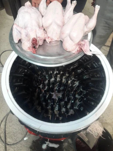 فروش-پرکن-مرغ-بوقلمون-بلدرچین-و...