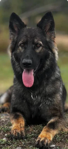 3-قلاده-ژرمن-سیبل(ورکلاین-سیبل)-وارداتی