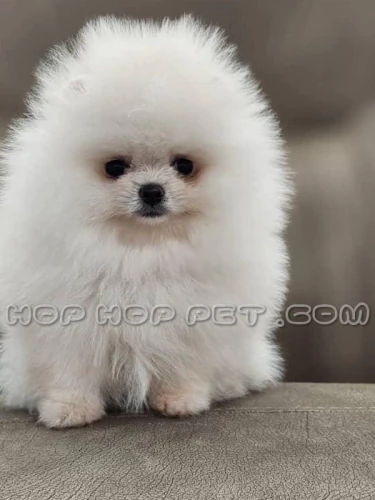 فروش-سگ-شمال-تهران-نیاوران-قیطریه-(2025)