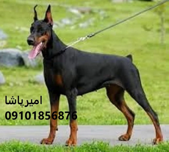 فروش-دوبرمنِ-ما-—-هم-زیبا-هم-قوی-در-محمدشهر