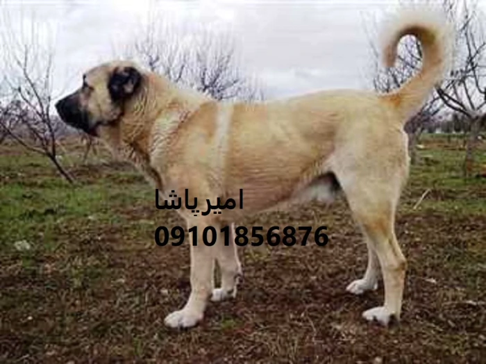 فروش-سرابی-اصیل-ایرانی-—-محمدشهر