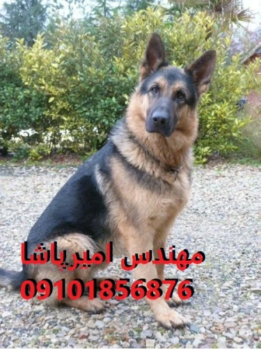 فروش-سگ-ژرمن-شیپرد-اصیل-در-مجموعه-امیرپاشا