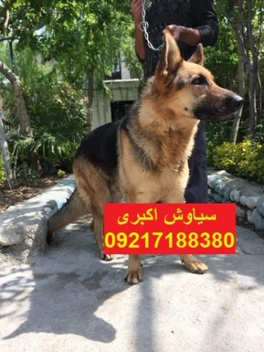 فروش-سگ-german-shepherd-work-line