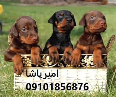 فروش-سگ-دوبرمن-اصیل-در-مجموعه-امیرپاشا-محمدشهر