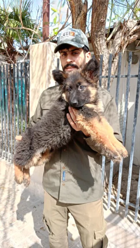 فروش-توله-ژرمن-کینگ-شولاین-لانگ-هیر-از-مولدین-و