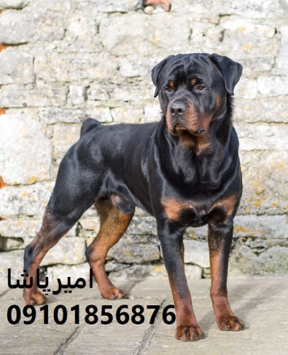 روتوایلر-اصیل-اروپایی-و-آمریکایی-در-محمدشهر