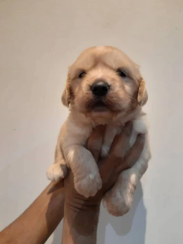 فروش-سگ-golden-retriever-دارچینی