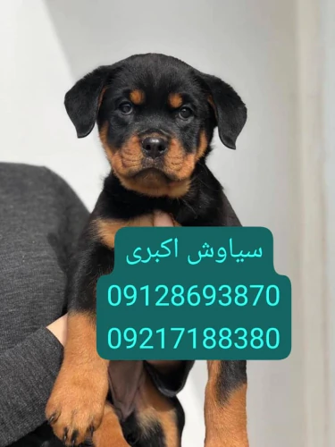 رفتار-شناسی-سگ-روتوایلر-اروپایی-پوزه-دلقکی