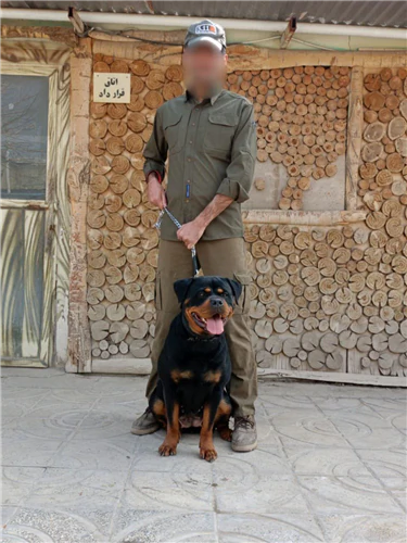 فروش-توله‌های-اصیل-روتوایلر-+سگ‌های-بالغ