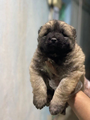 🛡️-فروش-توله‌سگ-قفقازی-اصیل--نگهبان-واقعی.