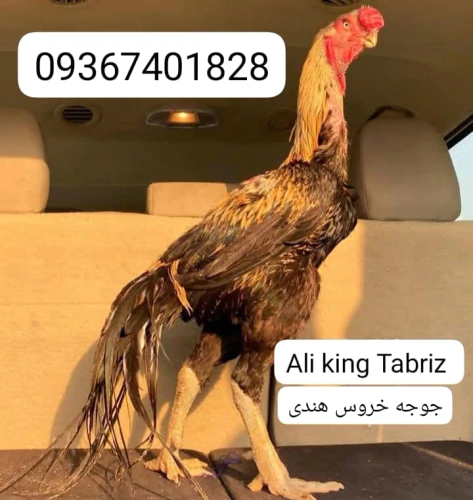 خروس-هندی-نوک-طوطی-دم-چتری-وارداتی