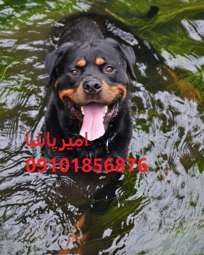 فروش-روتوایلرِ-قوی-مثل-یه-غول-در-محمدشهر