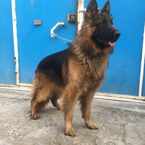 ژرمن-شولاین-انتخابی-لوکس-برای-افراده-خاصه