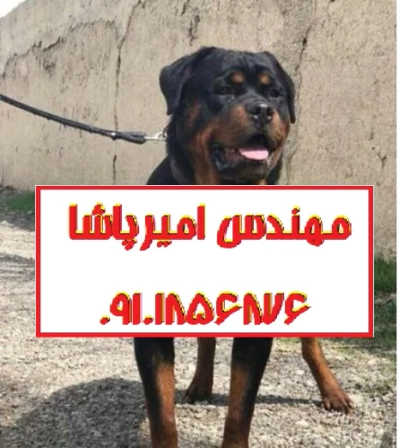 فروش-سگ-روتوایلر-اصیل-در-مجموعه-امیرپاشا