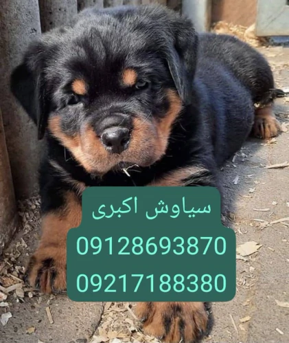 آموزش-سگ-روتوایلر-اروپایی-پوزه-دلقکی