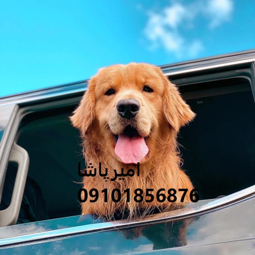فروش-توله-گلدن-رتریورِ-اصیل-در-محمدشهر