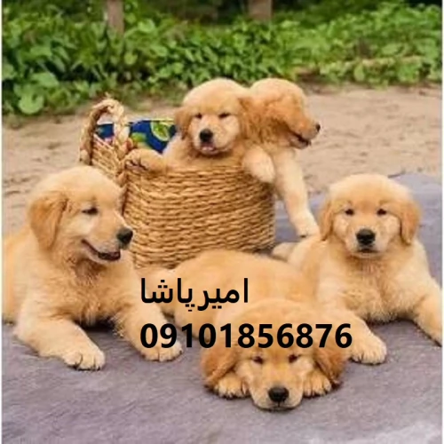 توله-گلدن-رتریورِ-لبخندی-زنده-با-پشمالوی-طلایی