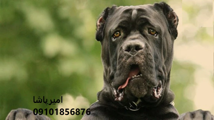 توله-کن-کورسوی-شیری-با-قلبِ-وفادار-نگهبان