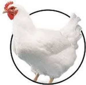 فروش-تضمینی-تخم-نطفه-دار-مرغ-محلی-گوشتی