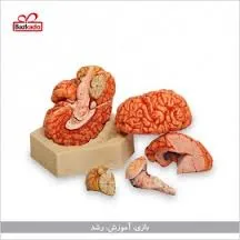 مدل-مغز-فوق-حرفه-ای