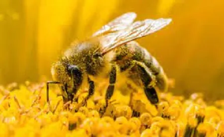 آموزش-پرورش-زنبور-عسل