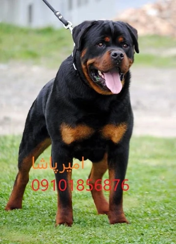 🐕‍🦺-روتوایلر-اصیل-اروپایی-و-آمریکایی-واکسینه