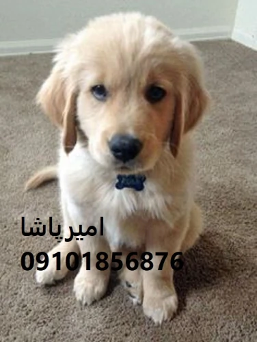 توله-گلدن-رتریورِ-دوستِ-همه-همراهِ-خانواده