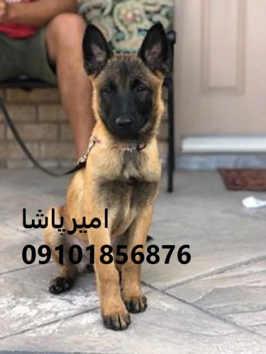 عرضه-و-فروش-رسمی-سگ-نژاد-مالینویز-—-اصیل-
