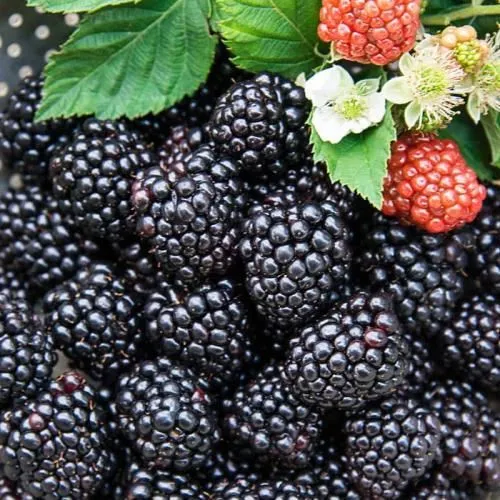 پیش-فروش-تمشک-سیاه-(blackberry)-فرانسوی-رقم-اصلاح-شده-(غیر-تراریخته)