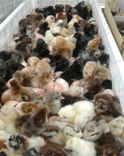 🐣🐣🐣-*جوجه-مرغ-بومی*🐣🐣🐣