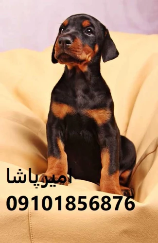 فروش-سگ-دوبرمن-اصیل-در-مجموعه-امیرپاشا-محمدشهر