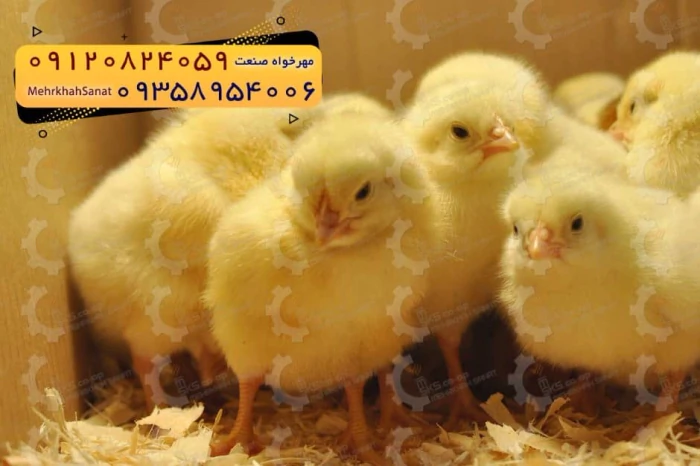 🐣🐣🐣-*جوجه-راس-۳۰۸*🐣🐣🐣