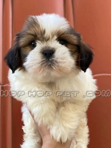 سگ-شیتزو-قیطریه