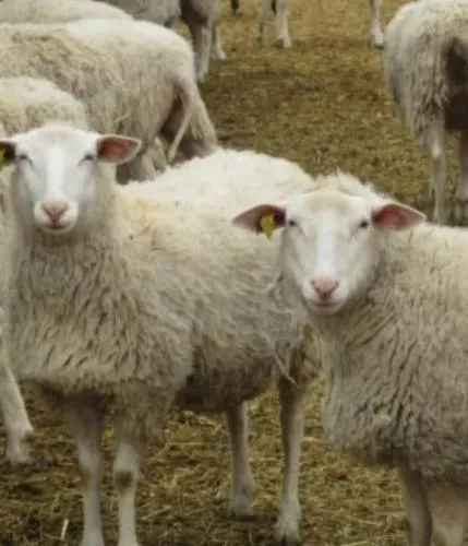 واردات-و-فروش-انواع-گوسفند-نژاد-رومن