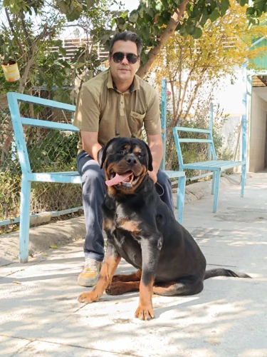 مرکز-خرید-و-فروش-سگ-نگهبان-روتوایلر-اصیل