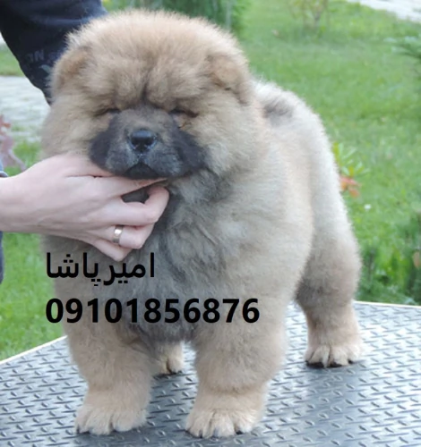 عرضه-و-فروش-رسمی-سگ-نژاد-چاوچاو-در-محمدشهر