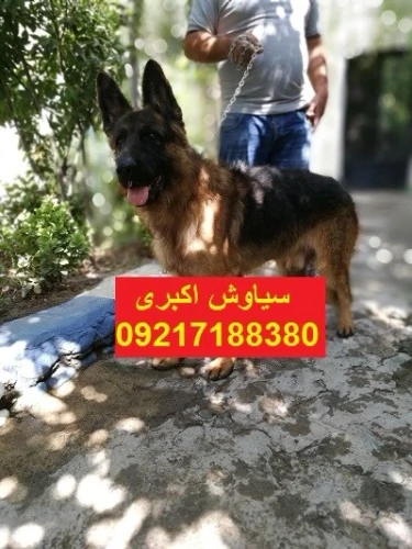 فروش-سگ-ژرمن-شپرد-ورک-لاین-ارزان