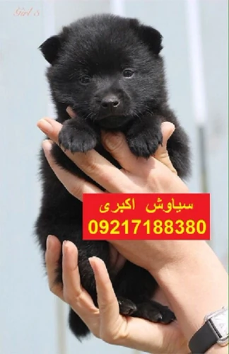 پخش-سگ-ژرمن-شپرد-اصیل-در-تیپ-های-مختلف