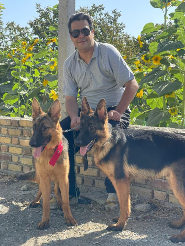 فروش-و-خرید-سگ-ژرمن-شپرد-شولاین-سگ-نگهبان