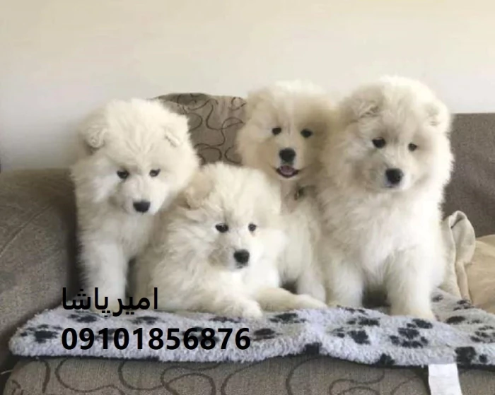 فروش-ساموییدِ—پشمالوی-سفید-در-محمدشهر