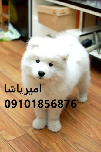 توله-ساموییدِ-لبخندی-زنده-برای-خانواده