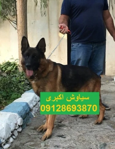 خرید-سگ-ژرمن-شپرد-ورک-لاین